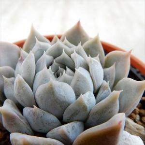 日本花キ流通 多肉植物 caアエオニウム ブロンズメダル錦 多肉植物