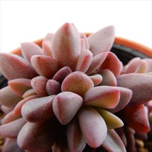 日本花キ流通 多肉植物 hmセダム ロッティー多頭 多肉植物 セダム 6cm