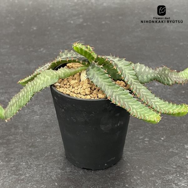 多肉植物 caユーフォルビア 飛竜 多肉植物 ユーフォルビア 9cmポット