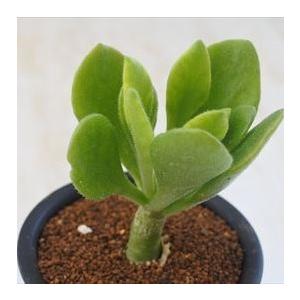 多肉植物 caチレコドン 阿房宮 多肉植物 チレコドン コーデックス 9cmポット