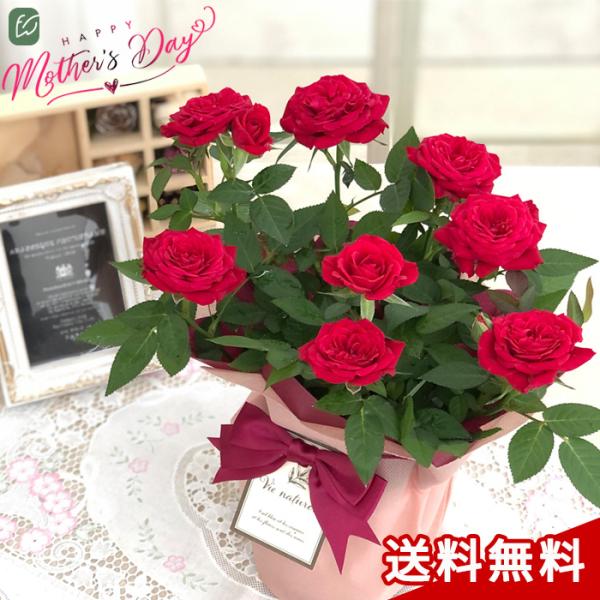 母の日 プレゼント ミニバラ スターローズ レッド 4号鉢 送料無料 母の日ギフト 花 鉢植え バラ