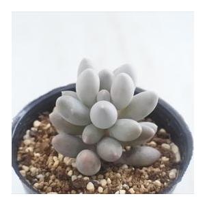 日本花キ流通 多肉植物 hmパキフィツム 紫美人 多肉植物 パキフィツム