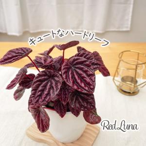観葉植物 cot ペペロミア レッドルナ 3.5号鉢 観葉植物 小型 小さい 室内 贈り物 プレゼント インテリア おしゃれ