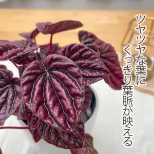 観葉植物 cot ペペロミア レッドルナ 3....の詳細画像1