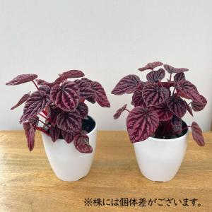 観葉植物 cot ペペロミア レッドルナ 3....の詳細画像2