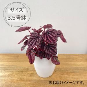観葉植物 cot ペペロミア レッドルナ 3....の詳細画像3