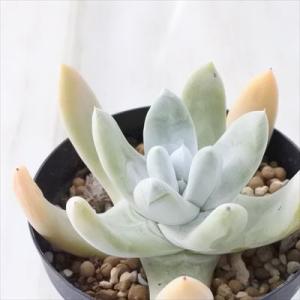 多肉植物 caダドレア パキフィツム 多肉植物 ダドレア 9cmポット