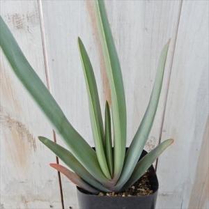 アロエ 種類 サボテン 多肉植物 の商品一覧 花 ガーデニング 通販 Yahoo ショッピング