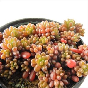 日本花キ流通 多肉植物 seセダム シンフォロサヌム 多肉植物 シンフォ