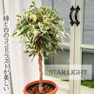 おしゃれ 観葉植物:フィカス ベンジャミン バロック*4号 おしゃれ 観葉植物:フィカス ベンジャミン バロック*4号
