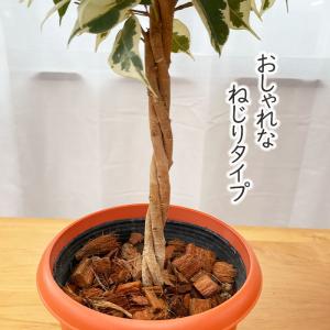 観葉植物 ベンジャミン スターライト 5号鉢 ...の詳細画像2