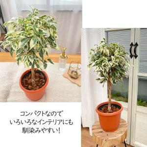 観葉植物 ベンジャミン スターライト 5号鉢 ...の詳細画像3