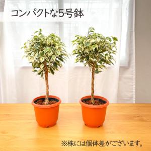 観葉植物 ベンジャミン スターライト 5号鉢 ...の詳細画像4