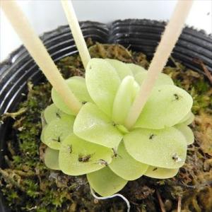 ムシトリスミレ ピングイキュラ モラレンシス 9cmポット 食虫植物