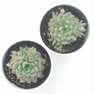 多肉植物 hmエケベリア ピンクローサ (グロ...の詳細画像2
