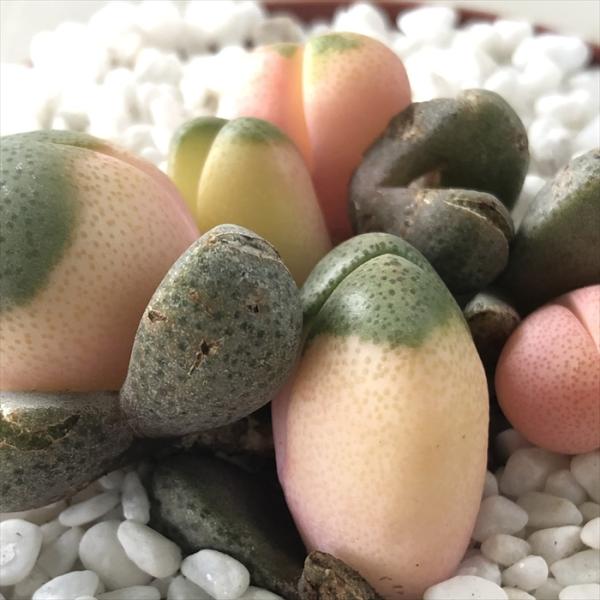 多肉植物 caプレイオスピロス 帝玉 令和の桃子 多肉植物 メセン　リトープス 7.5cmポット