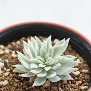 日本花キ流通 多肉植物 hmカランコエ アンゴラ兎 多肉植物 カランコエ