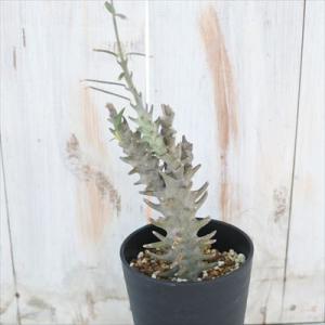 多肉植物 caセロペギア ディモルファ 0523-09 多肉植物 コーデックス 現品販売 10.5c...