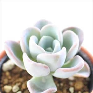 日本花キ流通 多肉植物 seセダム アクレ アウレウム エレガンス 9cm