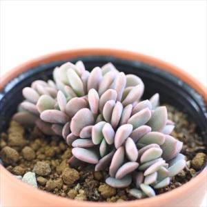 多肉植物 hmグラプトベリア デビーシルク 綴化 多肉植物 グラプトベリア 6cmポット