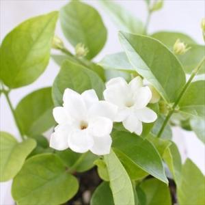 アラビアンジャスミン 茉莉花 まつりか マツリカ ジャスミンティー 花苗 10.5cmポット 鉢植え Herb｜フラワーネット日本花キ流通