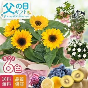 父の日 ギフト 送料無料 選べる 花 果樹 5号鉢 鉢植え プレゼント ひまわり レモン キウイ クチナシ 苗木 食べ物以外 日本花キ流通