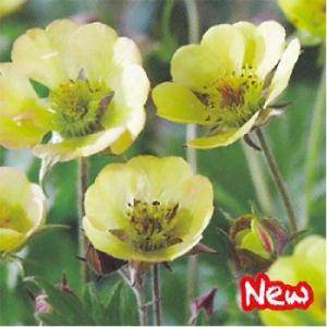 宿根草の咲く庭 ゲウム 苗 テキーラサンライズ  9cmポット 多年草 ガーデニング 花苗 宿根草苗...