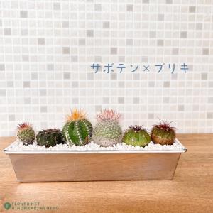 日本花キ流通 多肉植物 asリトープス 麗虹玉 リトープス メセン 6cm