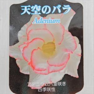 日本花キ流通 多肉植物 caアデニウム モンスター アラビカム 多肉植物