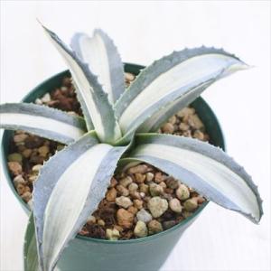 多肉植物 caアガベ メディオピクタアルバ 多肉植物 アガベ コーデックス 10.5cmポット