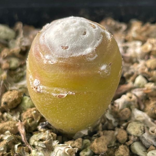 多肉植物 caオトンナ シクロフィラ  多肉植物 コーデックス  9cmポット