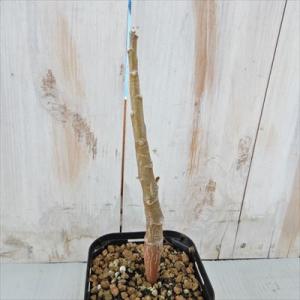 多肉植物 caオトンナ アルボレッセンス  多肉植物 コーデックス  9cmポット