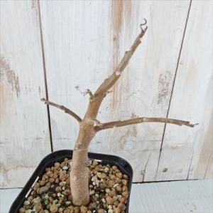 多肉植物 caオトンナ クエルシフォリア  多肉植物 コーデックス  9cmポット