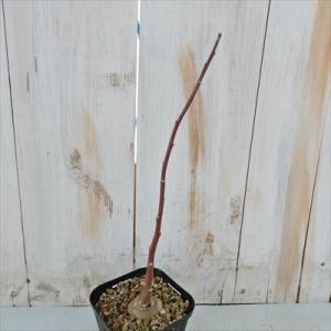 多肉植物 caオトンナ オブツシロバ  多肉植物 コーデックス  9cmポット
