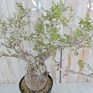 多肉植物 caオペルクリカリア パキプス 現品販売 0822-10 多肉植物 コーデックス