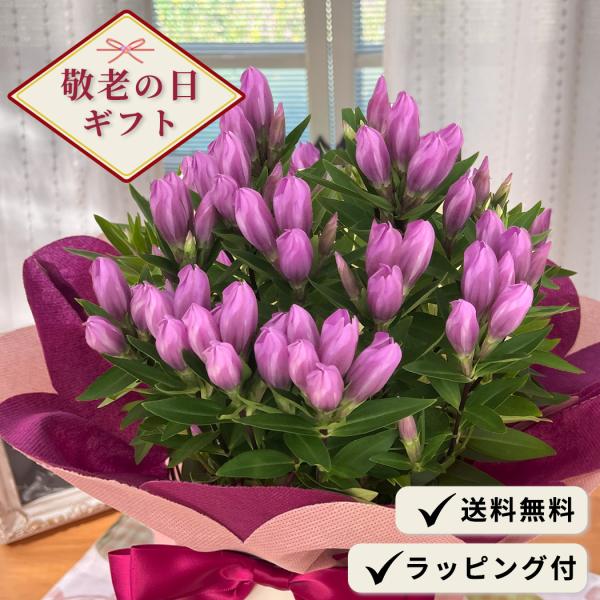 敬老の日 プレゼント リンドウ メルヘンアシロ 5号鉢 送料無料 敬老ギフト 花 鉢植え りんどう