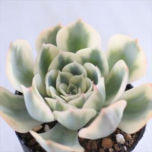 サボテン：マミラリア 蓬莱宮*幅10cm 現品！一品限り : 遊恵盆栽