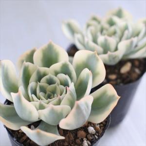 多肉植物 hmエケベリア ルノーディーン 多肉...の詳細画像1
