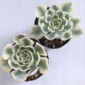 多肉植物 hmエケベリア ルノーディーン 多肉...の詳細画像2