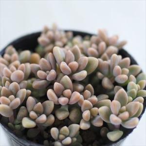 多肉植物 hmグラプトペタルム 姫秋麗 多肉植物 グラプトペタルム 6cmポット