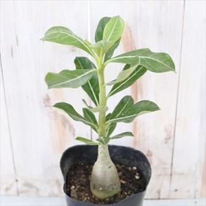 多肉植物 caアデニウム ブラックソマレンセ 多肉植物 アデニウム 12cmポット コーデックス