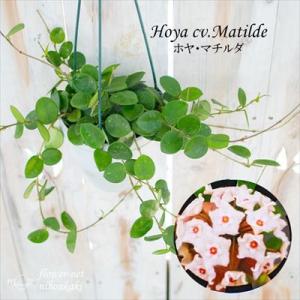 観葉植物 ホヤ マチルダ (カルノーサ×セルペンス) 4号 吊り鉢 吊り下げ ハンギング サクララン...