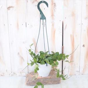 観葉植物 ホヤ マチルダ (カルノーサ×セルペ...の詳細画像1