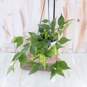 観葉植物 ホヤ フィッシュテールホヤ 4号 吊...の詳細画像1