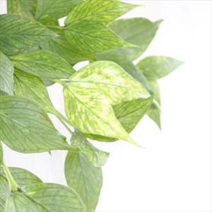 観葉植物 ホヤ フィッシュテールホヤ 4号 吊...の詳細画像2