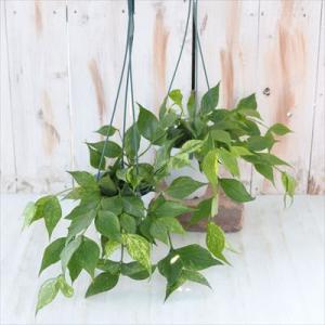 観葉植物 ホヤ フィッシュテールホヤ 4号 吊...の詳細画像3