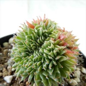 日本花キ流通 多肉植物 sfセンペルビウム レオカディアズネフュー 7.5