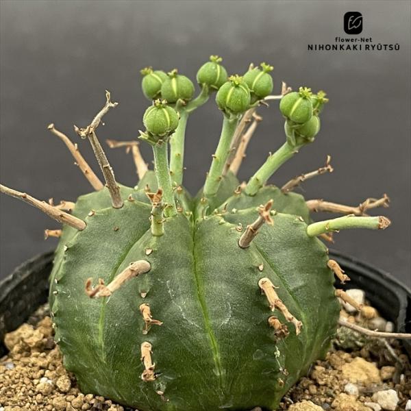 多肉植物 caユーフォルビア バリダ 多肉植物 コーデックス 7.5cmポット