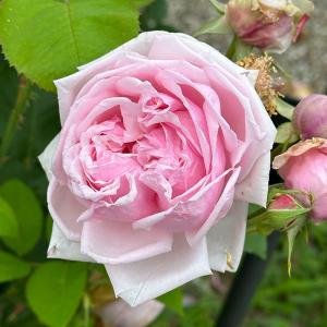 日本花キ流通 予約販売 バラ 苗 バラ 新苗 大輪 芳純 四季咲き 薔薇
