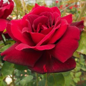 日本花キ流通 予約販売 バラ苗 バラ大苗 つるバラ リバプールエコー